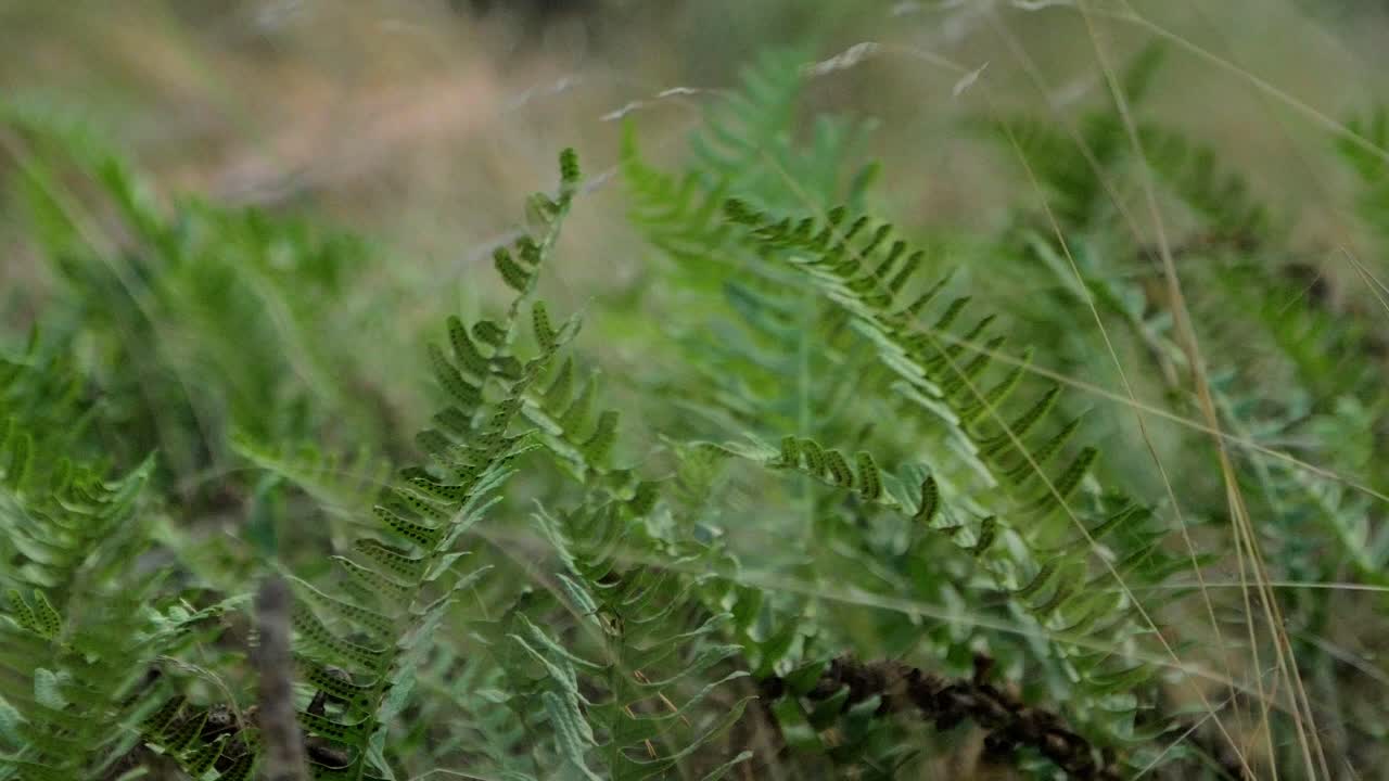 helechos verdes balanceándose con viento fuerte, bosque de pinos costeros en otoño, profundidad de campo poco profunda, toma de primer plano medio manual, enfoque en rack