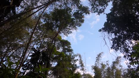 Vista-De-ángulo-Bajo-De-árboles-Altos-Y-Exuberantes-En-El-Bosque-Atlántico-Tropical,-Contra-El-Cielo-Azul