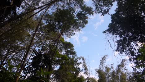 vista de ángulo bajo de árboles altos y exuberantes en el bosque atlántico tropical, contra el cielo azul