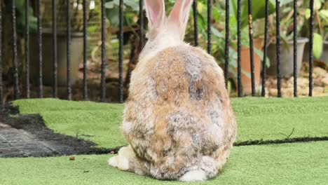 rabbit in a cage