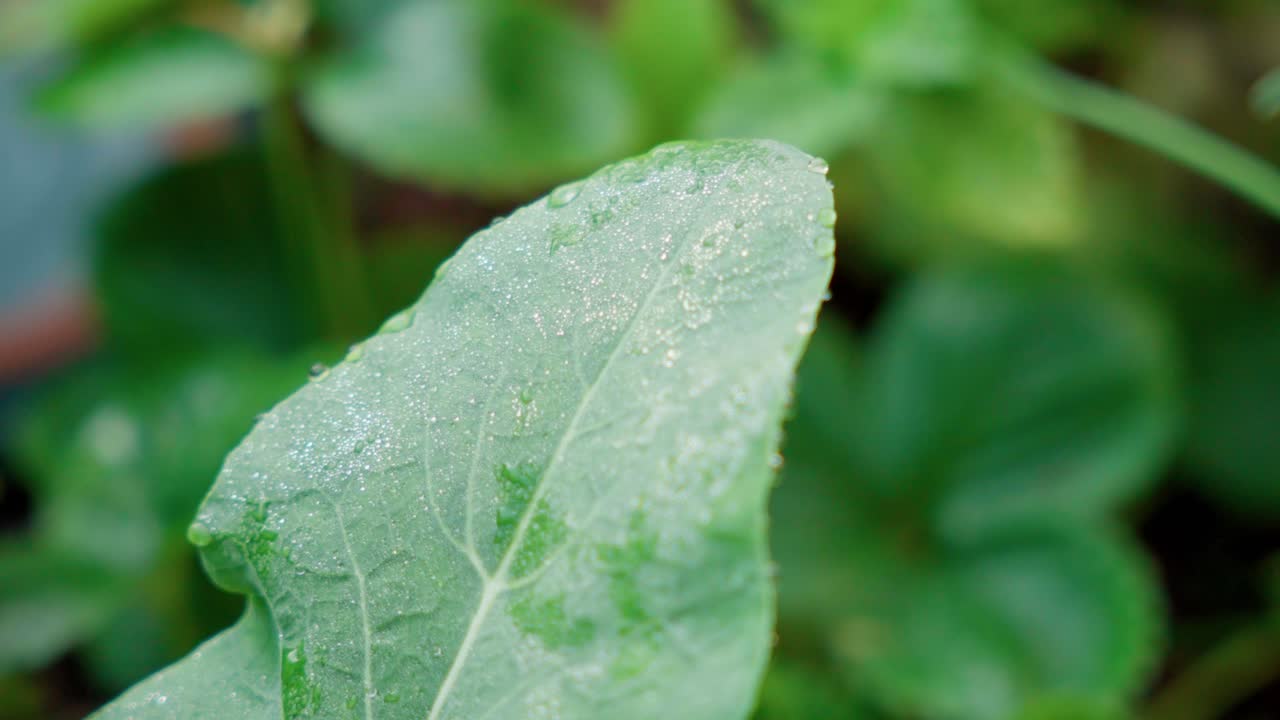 Primer plano de la textura de la hoja de una verdura verde orgánica que muestra las venas y los detalles de la superficie en un entorno de huerto acuapónico para conceptos de alimentación saludable