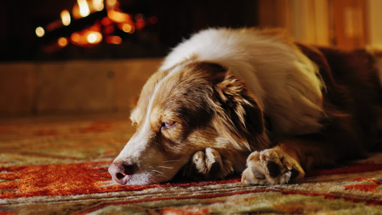 retrato de un pastor australiano, durmiendo cerca de la chimenea