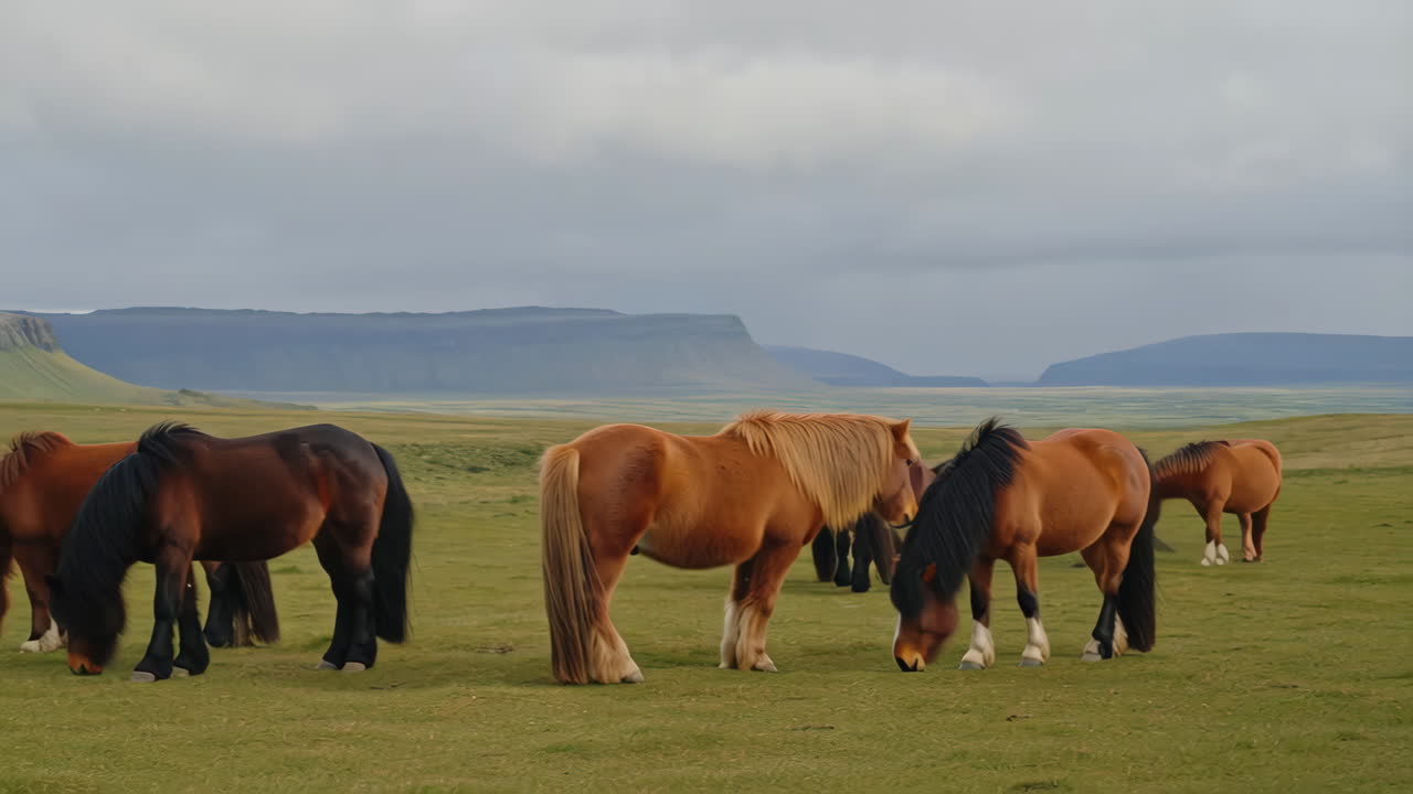 Icelandic horses grazing in a scenic mountain landscape