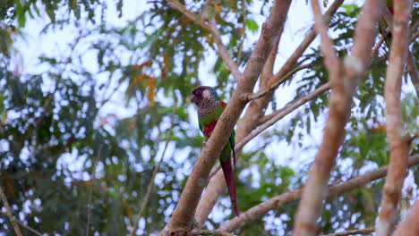 Endangered-Grey-breasted-parakeet-individual-perched-in-tree-in-rainforest-cloud-forest--other-ind