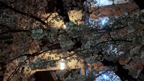 cherry blossoms at night with city lights in background, serene and picturesque urban spring scene