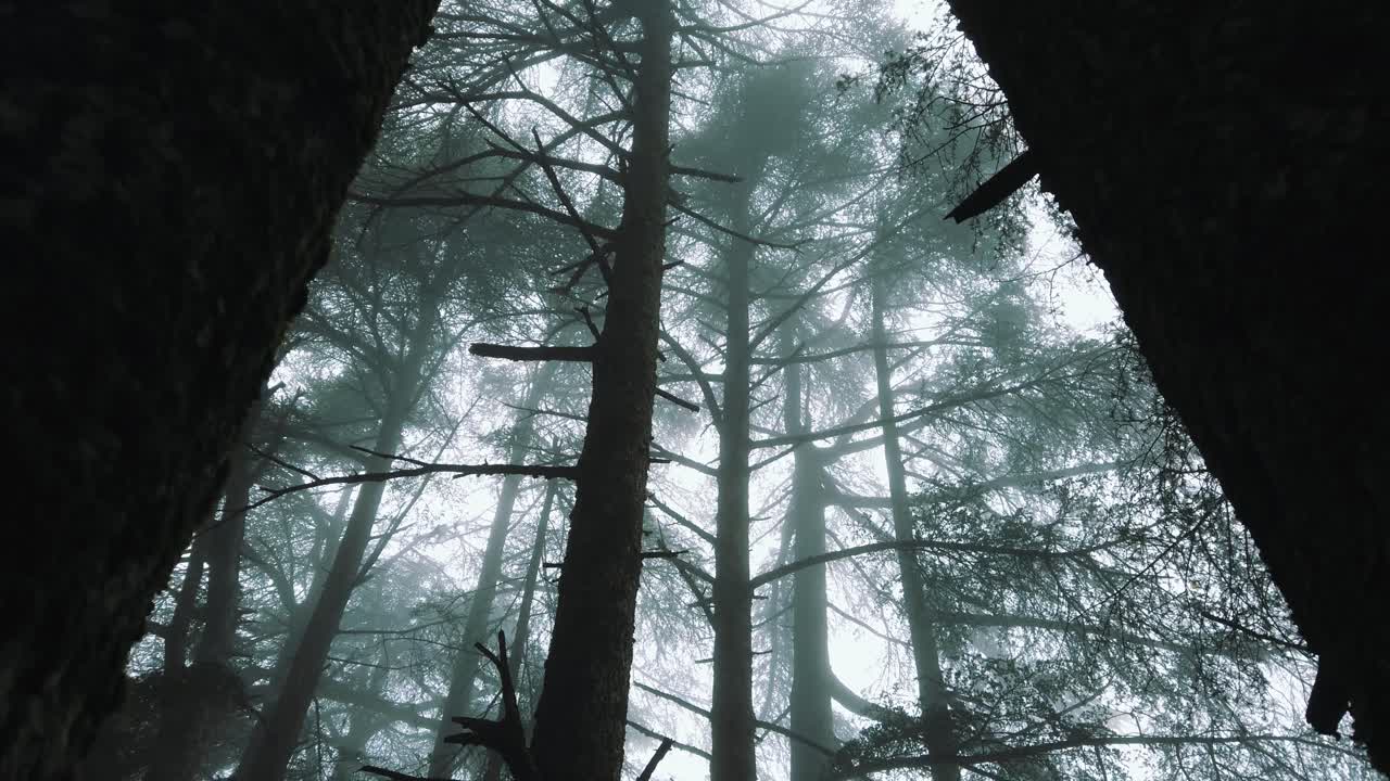 Big cedrus trees inside forest ,foggy weather, in atlas mountains, in CHREA national park - algeria 
