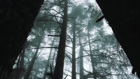 big cedrus trees inside forest ,foggy weather, in atlas mountains, in chrea national park - algeria