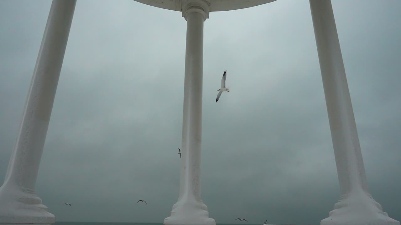 Gabbiani nel cielo di fronte a un pergolato. Riprese in inverno. Rallentatore.