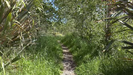 Langsamer-Spaziergang-Im-Sonnenlicht-Und-Schatten-Mit-Grüntönen-Im-Frühling-–-Ashley-River-Estuary-Reserve