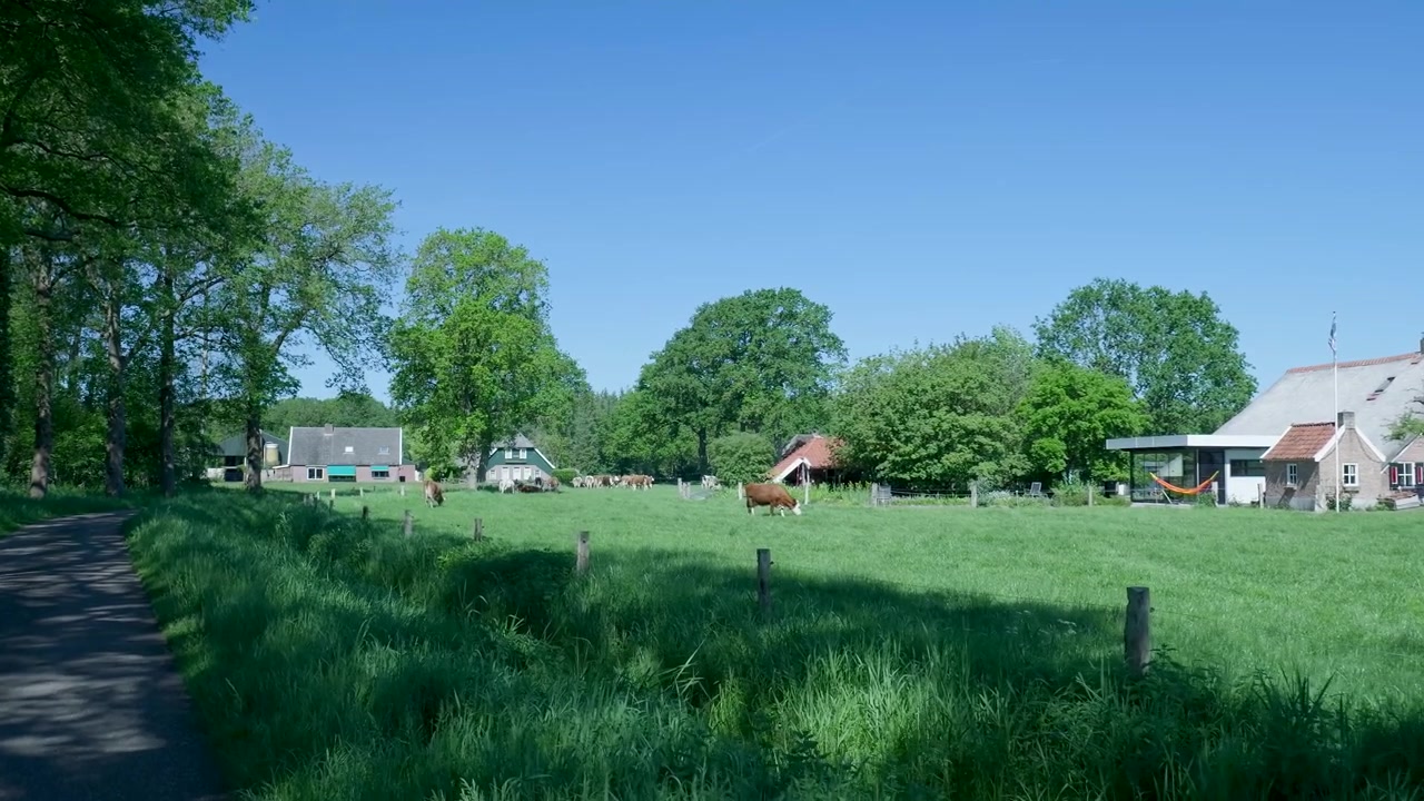 Kühe grasen auf einer saftig grünen Wiese nahe einem traditionellen holländischen Bauernhaus.