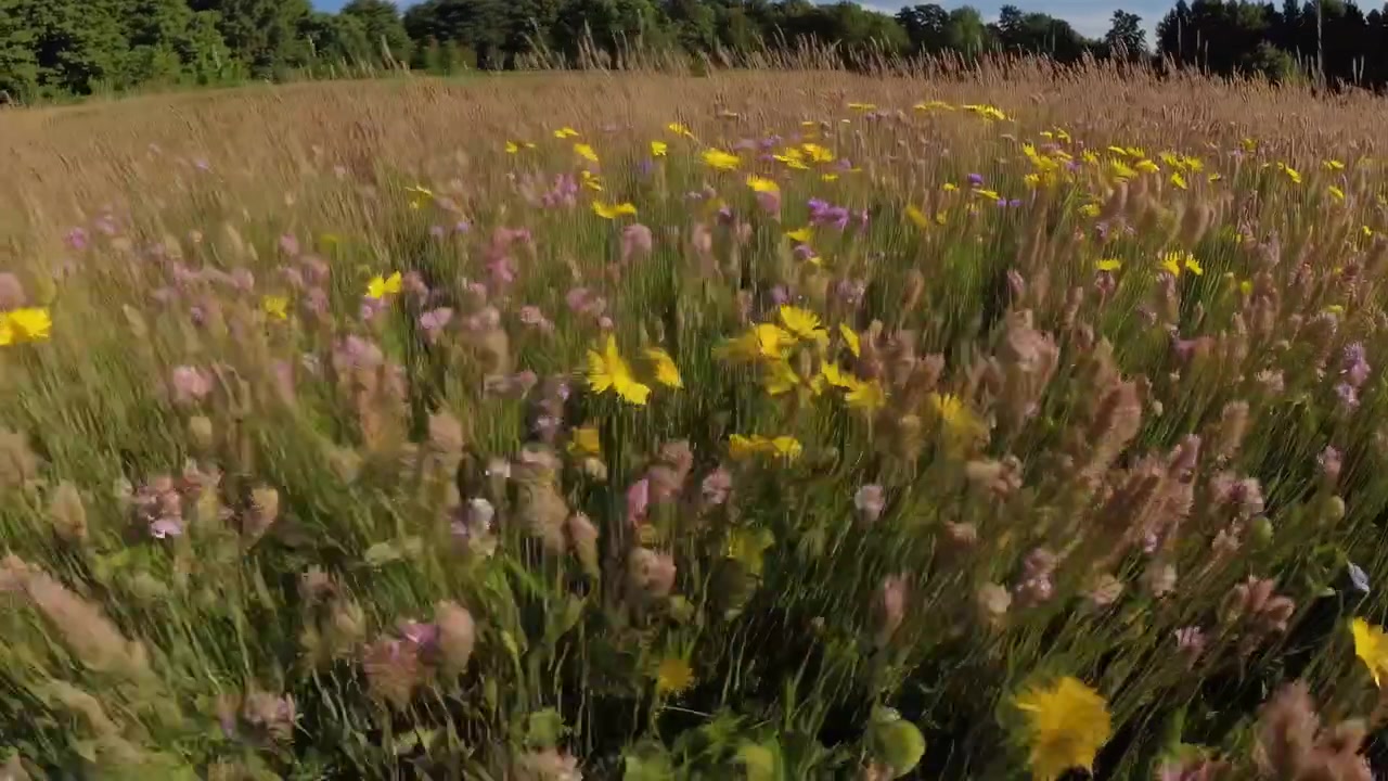 Ripresa POV che si muove attraverso un vivace prato di fiori selvatici in una giornata di sole