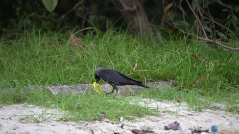 hungry crow search the food from food plastic