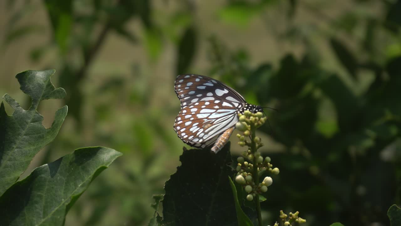 A butterfly sits on a tree leaf.