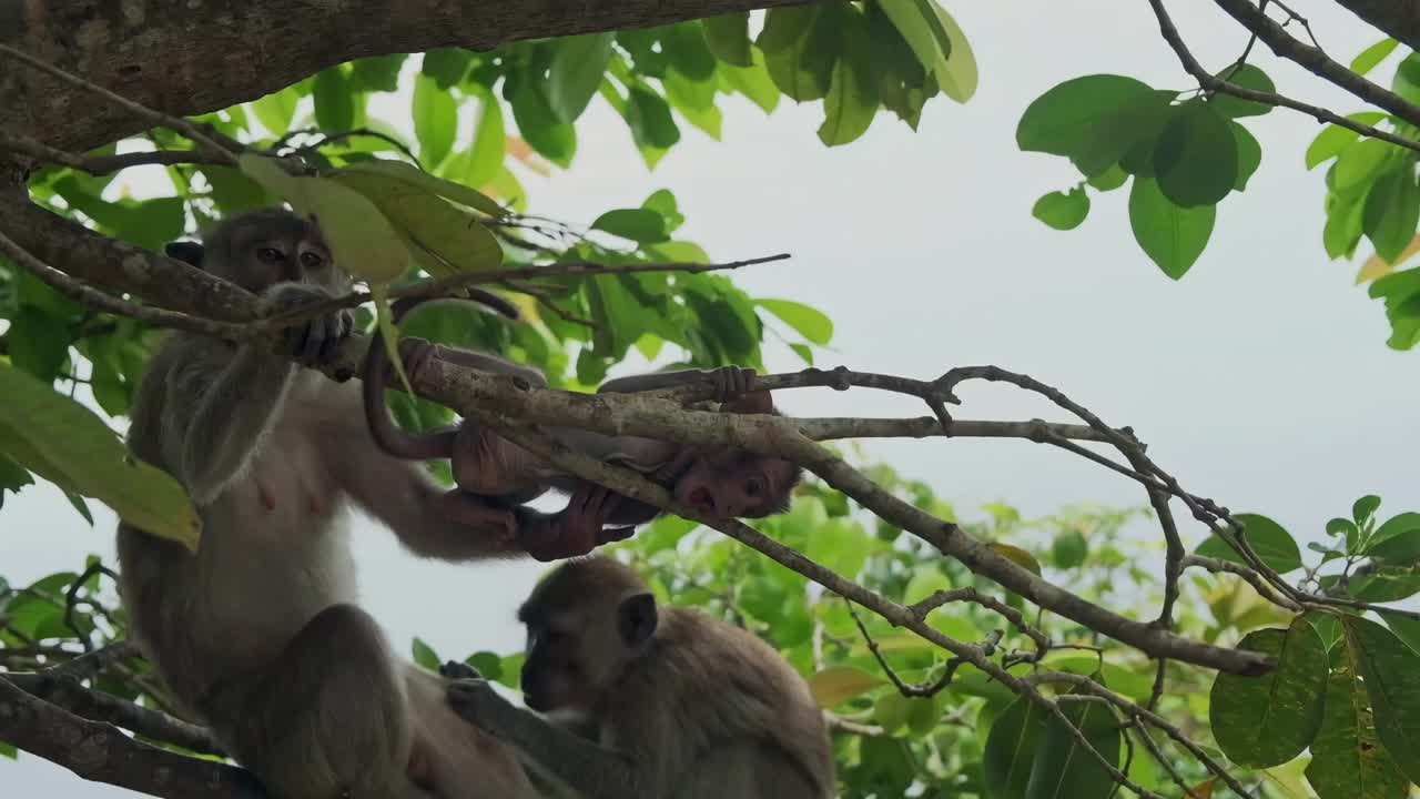 A family of monkeys in the trees in Kelingking beach in Nusa Penida, Indonesia. Cute Baby monkey being protected by its parents