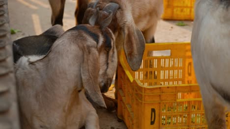 Handheld-close-up-clip-of-two-goats-eating-out-of-yellow-plastic-container-on-a-city-street