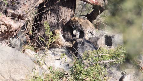 two adorable leopard cubs fight playfully, afternoon african sunlight