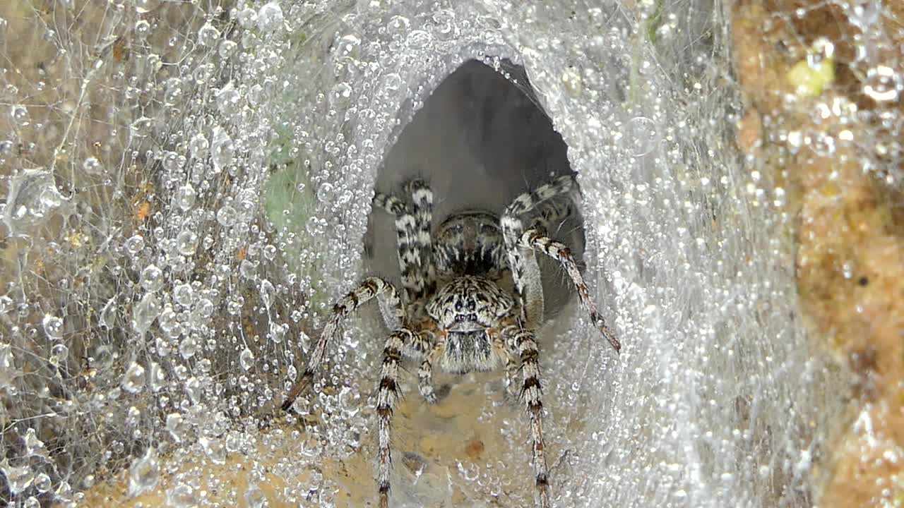 열대 우림 의 거미줄 에 있는 거미