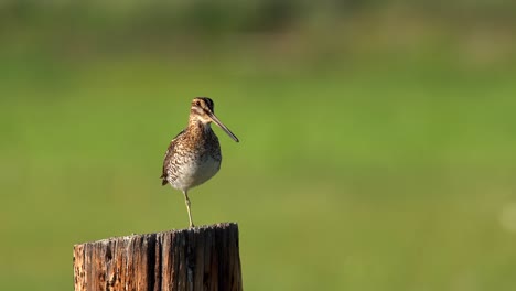 Wilson's-snipe-perching-on-fence-and-observing-its-surrounding