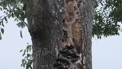 close up of a rotting tree v2