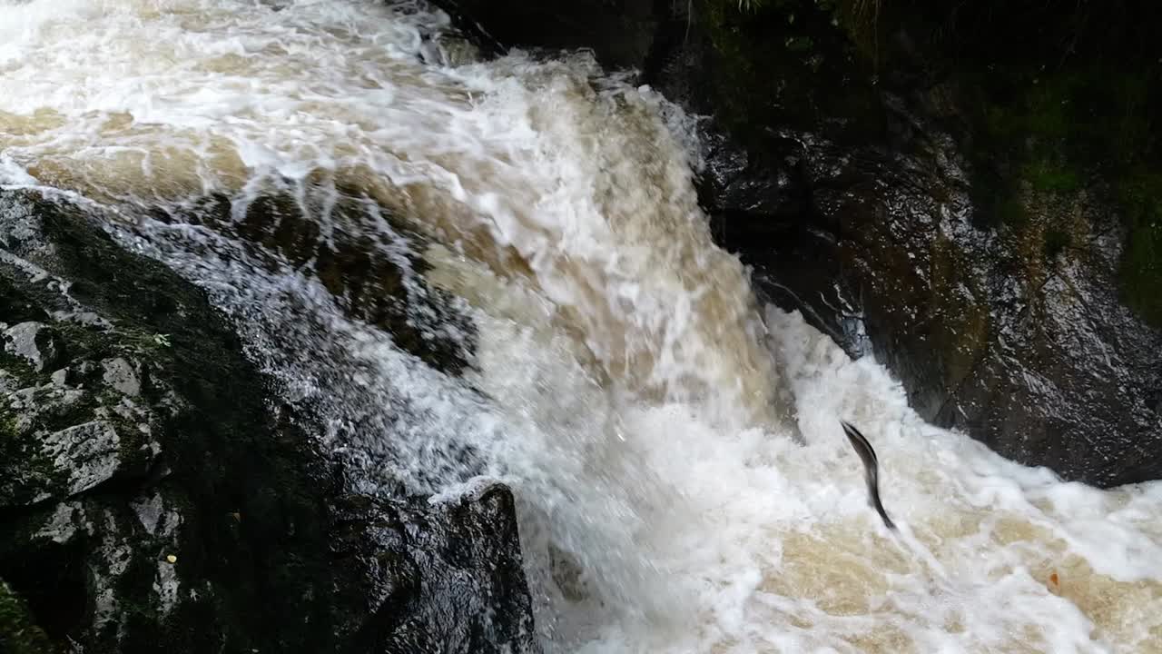 Wide shot of a run of wild atlantic salmon jumping the waterfall in a Scottish River. Slow motion