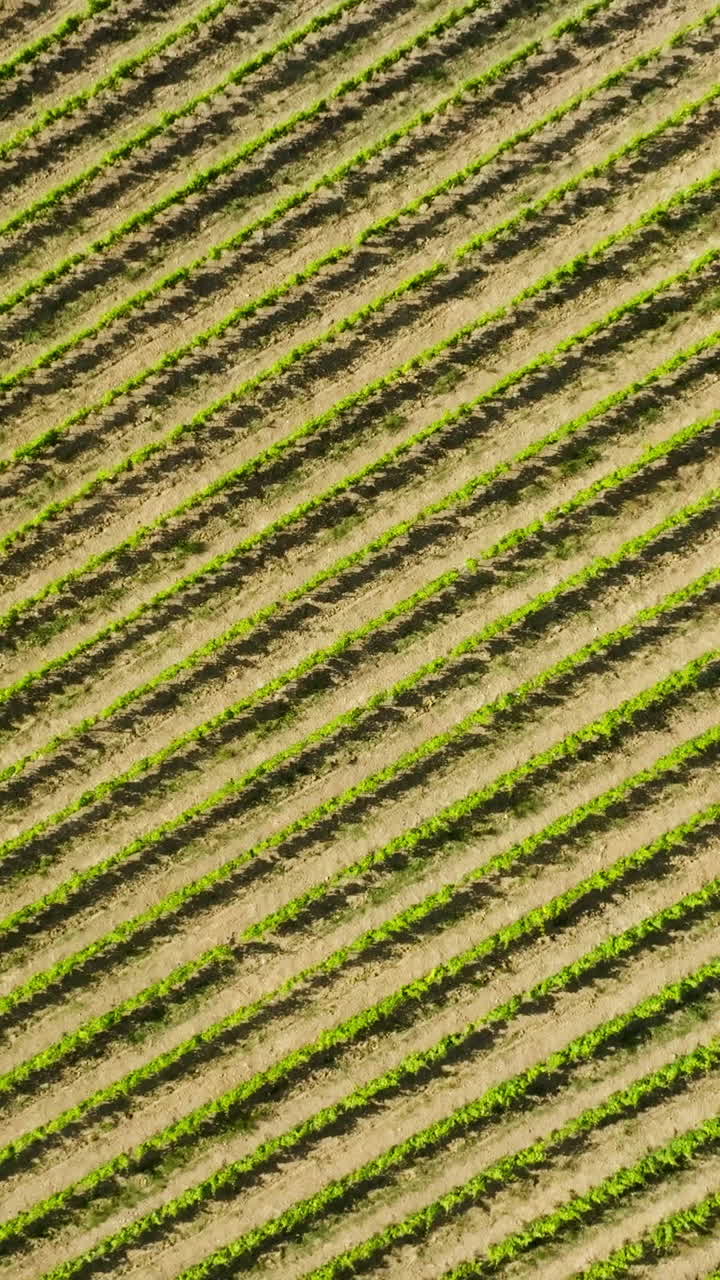 Vertical drone shot rotating above a vineyard, summer day in Tuscany, Italy