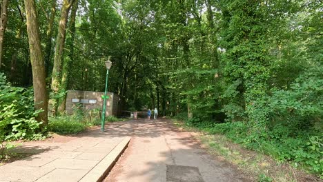 a serene walk through lush green woods