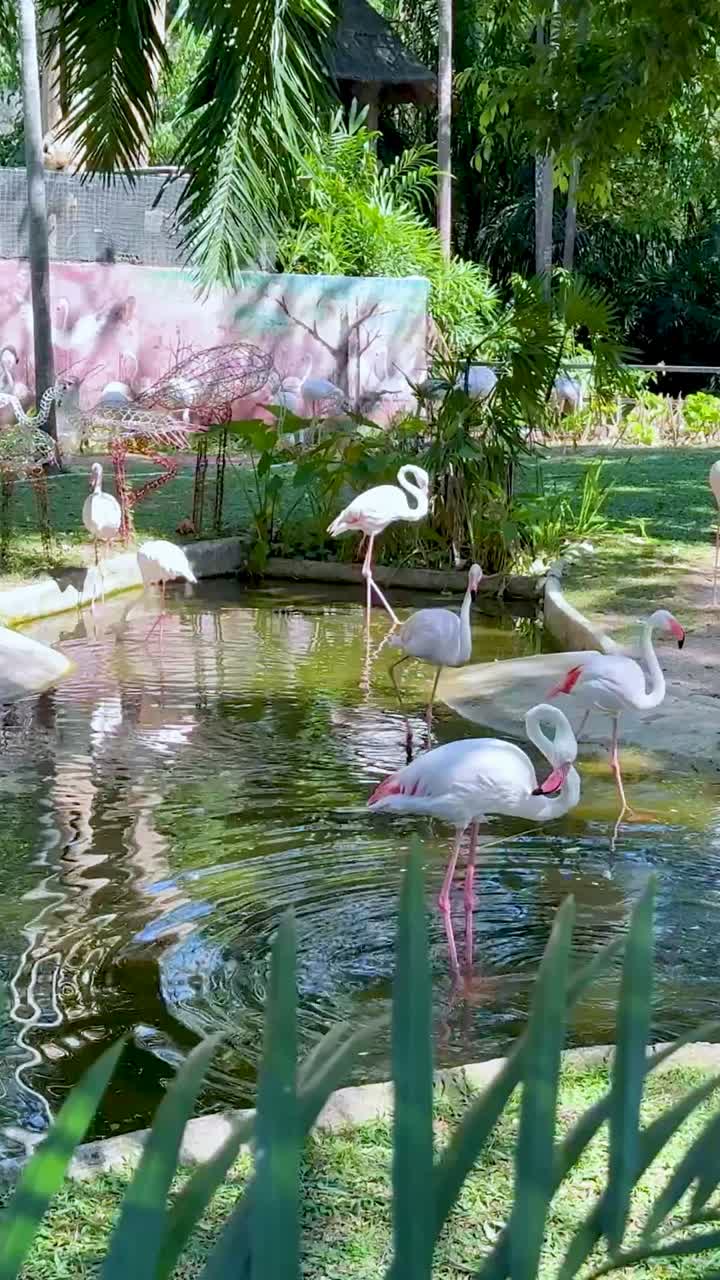 조용 한 동물원 환경 에서 바다 를 고 있는 플라밍고