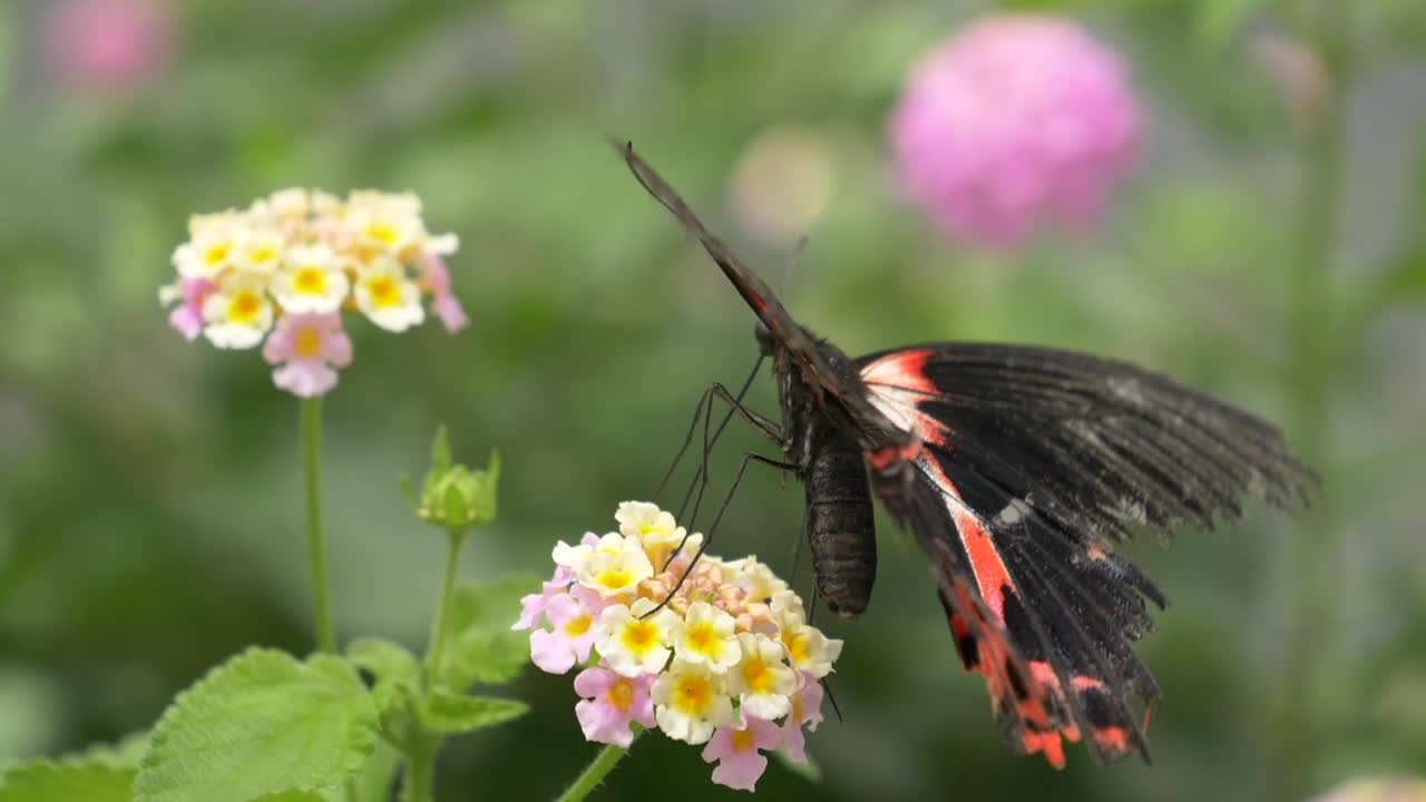 Macro di una farfalla Mormone Scarlatta femmina con ali rosse e nere che beve nettare, con le zampe posate su un fiore.