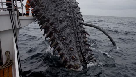maritime researchers extracting enormous, dark hued tentacled organism with multiple eyes from deep oceanic environment during unexpected scientific marine investigation