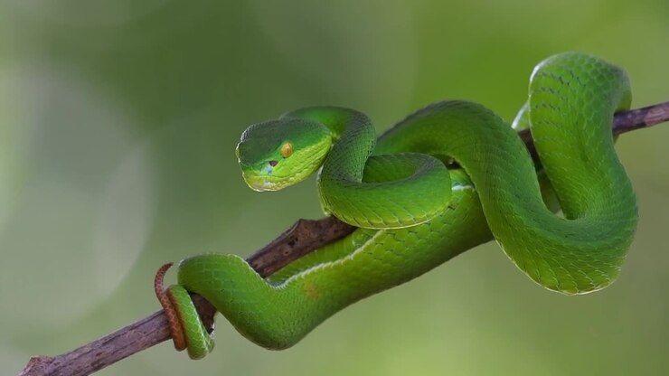 De camera zoomt uit terwijl deze slang ernaar kijkt, witlipgroefkopadder (Trimeresurus albolabris), Thailand