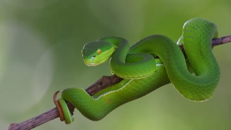 la cámara se aleja mientras esta serpiente mira hacia ella, la víbora de labios blancos trimeresurus albolabris, tailandia