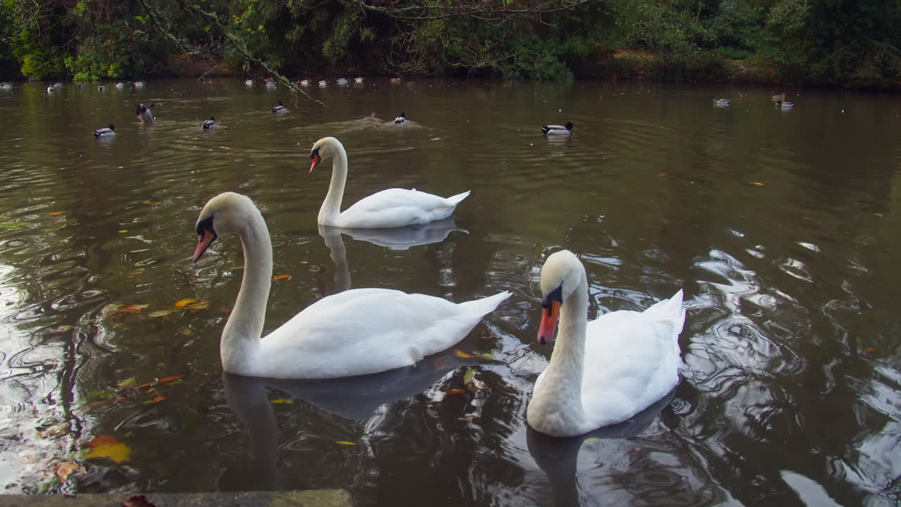 cisnes y patos en un estanque durante el otoño en el parque boscawen en truro, inglaterra
