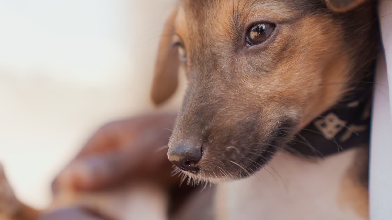 Black puppy nose dusted with sand exploring beach edge while volunteer hand steadies collar tiny whiskers and specks of grit highlight outdoor rescued pets curious, tentative mood
