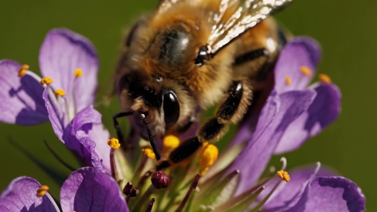 Close-up video of a bee on a purple flower, showcasing nature's beauty
