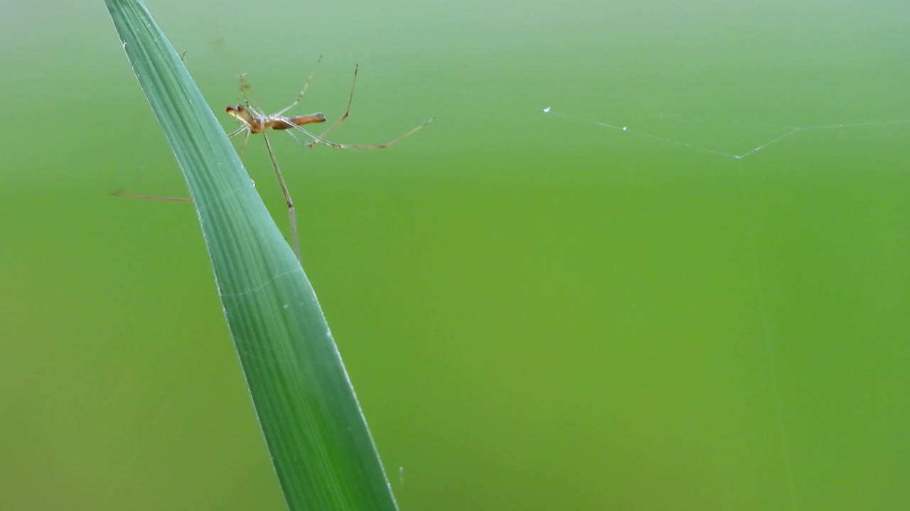 araña haciendo telaraña en la hierba.