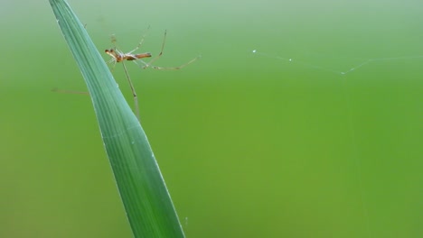 Spinne,-Die-Netz-Im-Gras-Macht.