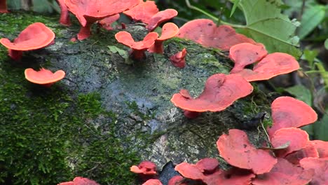 a red fungus grows on a mossy log  1