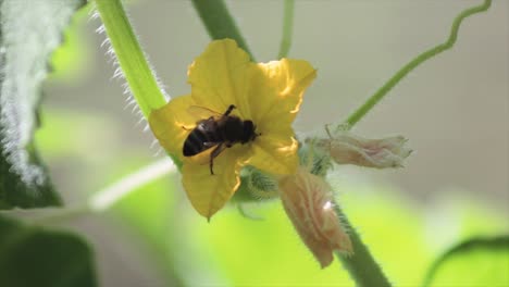 Bee-extracting-a-nectar-from-a-yellow-flower-close-up