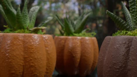 macro lens view of green plants in pots with video pushing in slowly