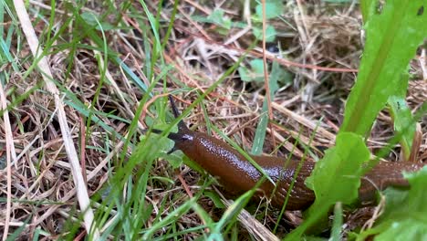 Braune-Nacktschnecke-Kriecht-Tagsüber-Durch-Das-Gras