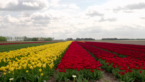 colourful tulip fields in netherlands