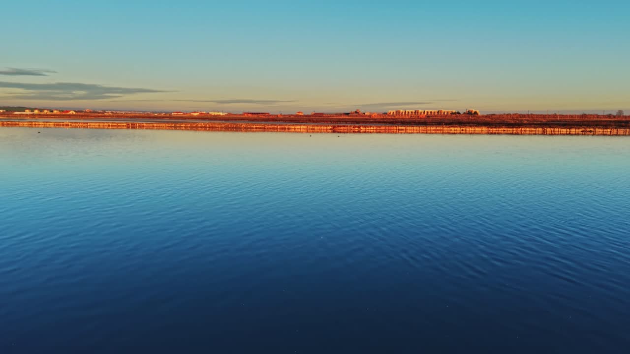Flamingo standing by calm water at sunset near the shoreline