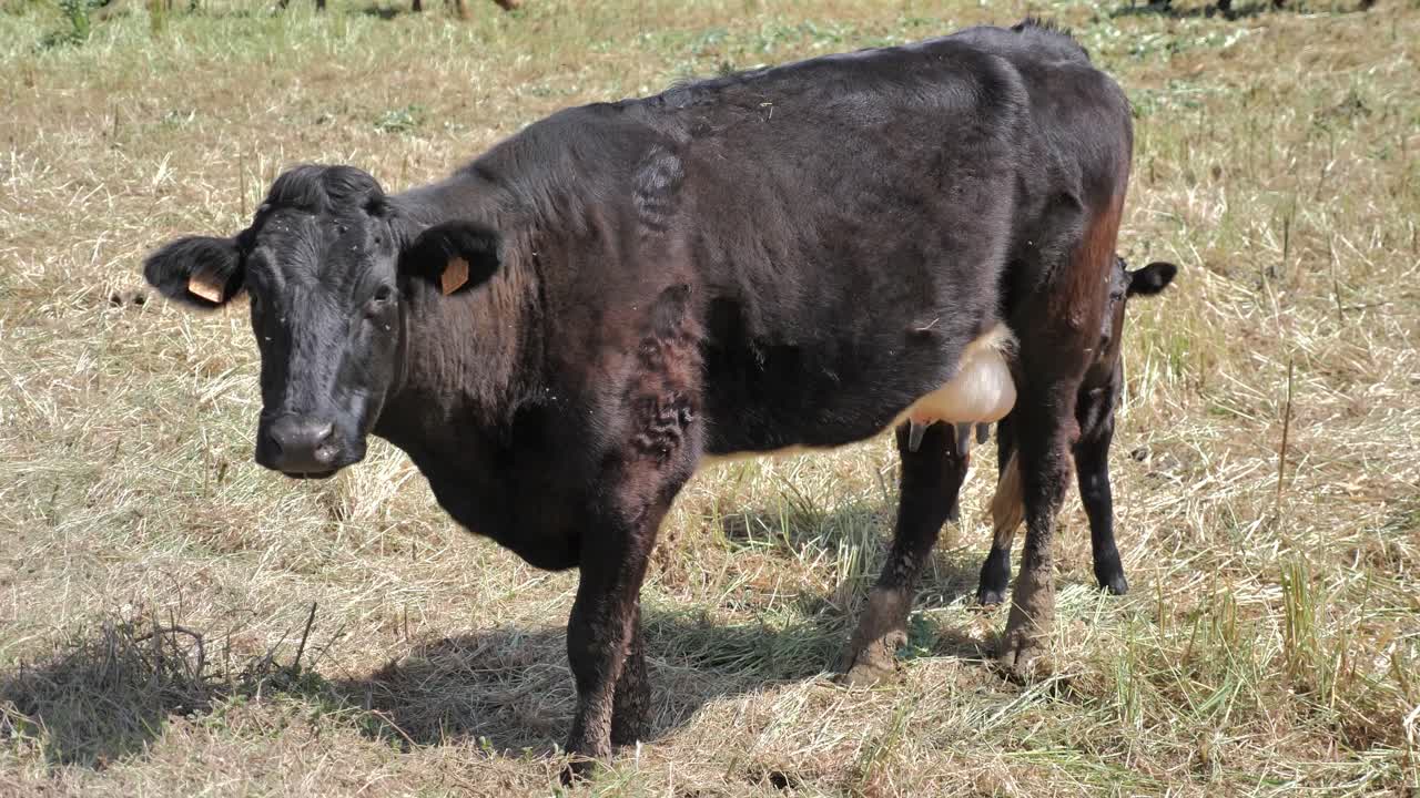 Mother Cow and Calf in a Field