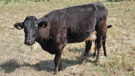 mother cow and calf in a field