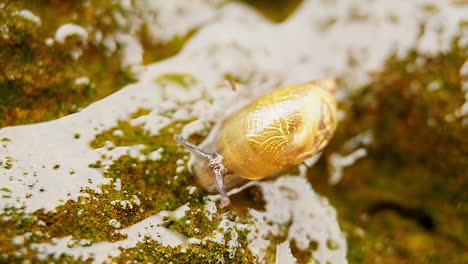 Eine-Gartenschnecke-Mit-Gemustertem-Gehäuse-Kriecht-über-Einen-Feuchten-Felsen