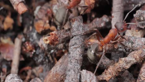un primer plano de hormigas en la naturaleza.
