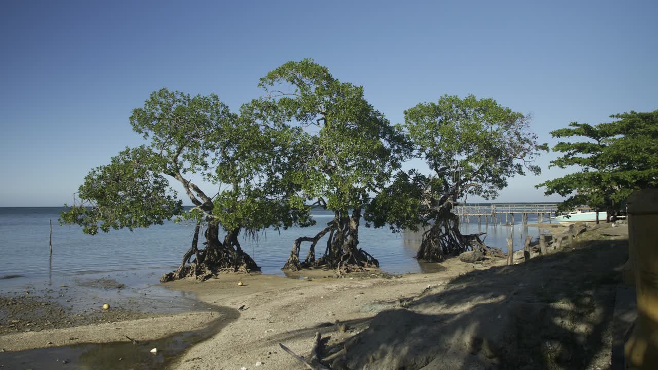 Beach in Roatan's Punta Gorda area with three lone mangrove trees right in the shore