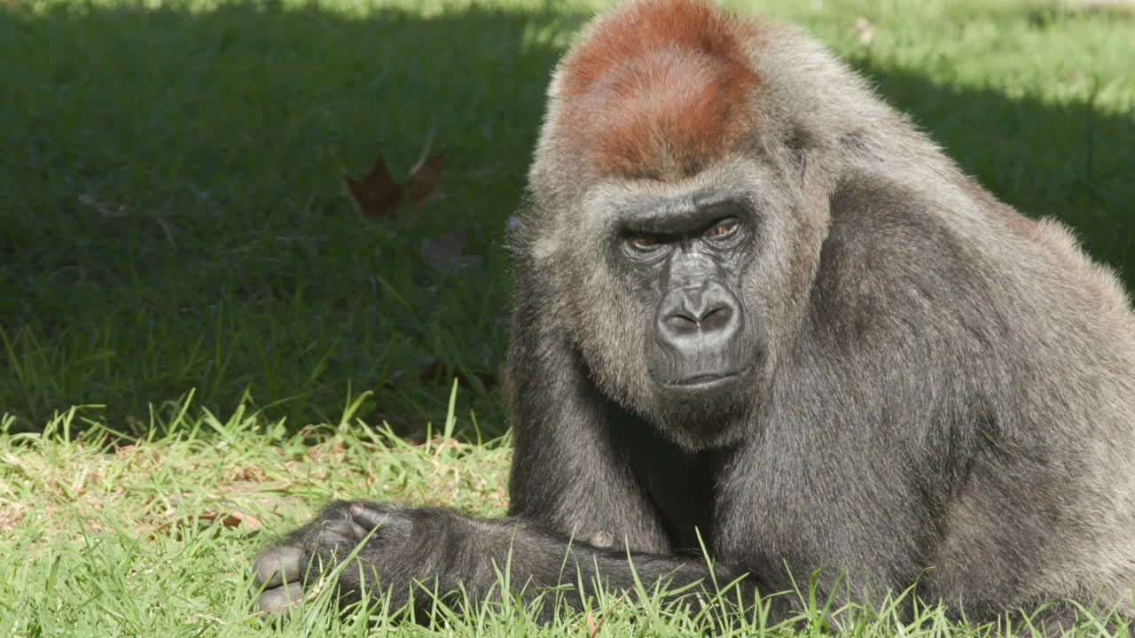 Un gorilla sdraiato nell'erba allo zoo