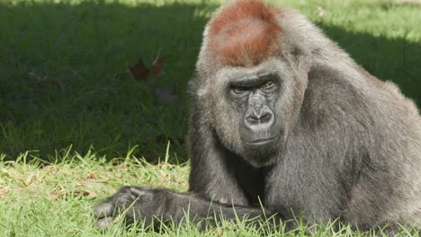 a gorilla lying down in the grass at the zoo