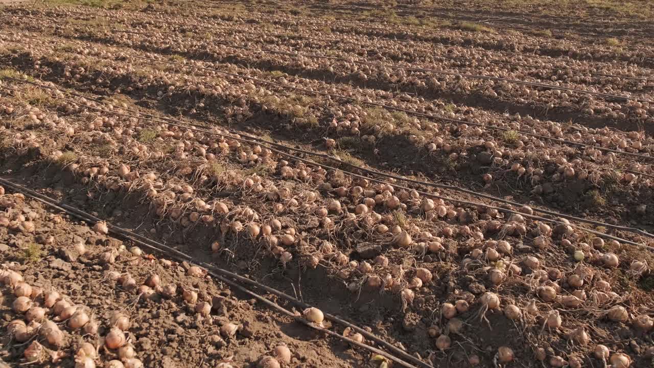 양파 수확: 양파로 가득 찬 큰. 수확 개념